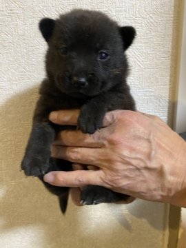 甲斐犬【群馬県・女の子・2022年11月21日・黒虎】の写真「凛々しく美人さんになりそうな女のコです。」