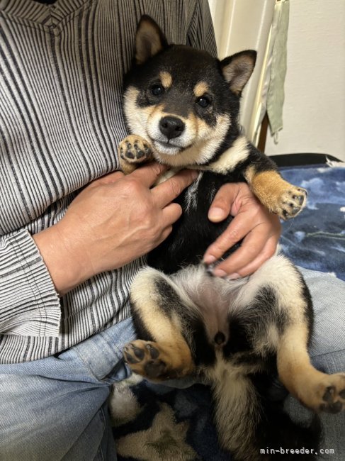 中川　光次(なかがわ　みつじ)ブリーダー(熊本県・柴犬・KCジャパン登録)の紹介写真3