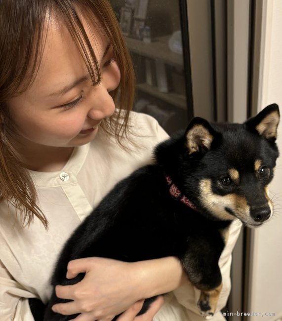 中川　光次(なかがわ　みつじ)ブリーダー(熊本県・柴犬・KCジャパン登録)の紹介写真5