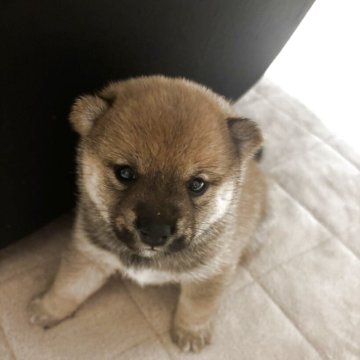 柴犬(豆柴)【熊本県・男の子・2025年7月5日・赤】の写真「目がとても大きく元気いっぱいよく食べる男の子です！」