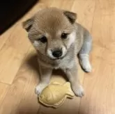 豆柴