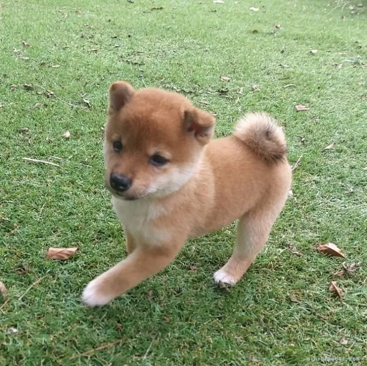 ID:2410-01812の子犬