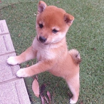 柴犬(豆柴)【熊本県・女の子・2024年8月26日・赤】の写真「元気いっぱい食欲旺盛な女の子です🐶☺️」
