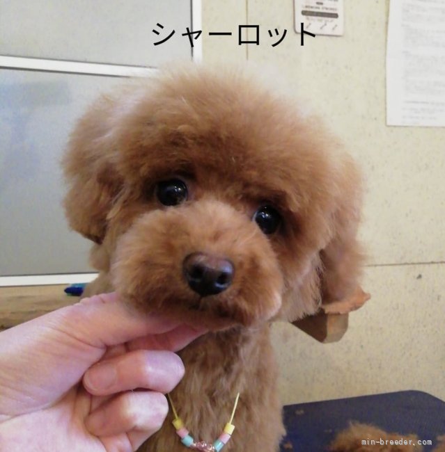 橋本　拡巳(はしもと　ひろみ)ブリーダー(高知県・トイプードル・JKC登録)の紹介写真3