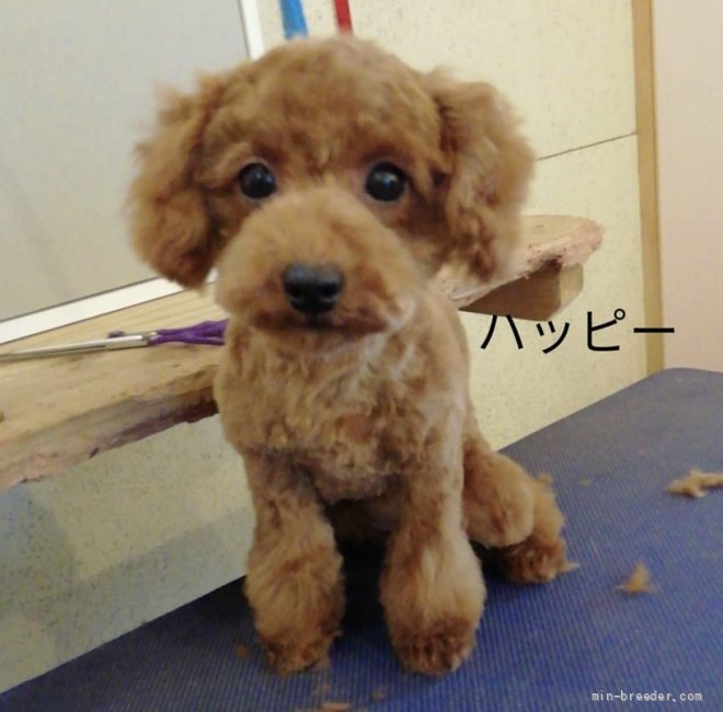 橋本　拡巳(はしもと　ひろみ)ブリーダー(高知県・トイプードル・JKC登録)の紹介写真4