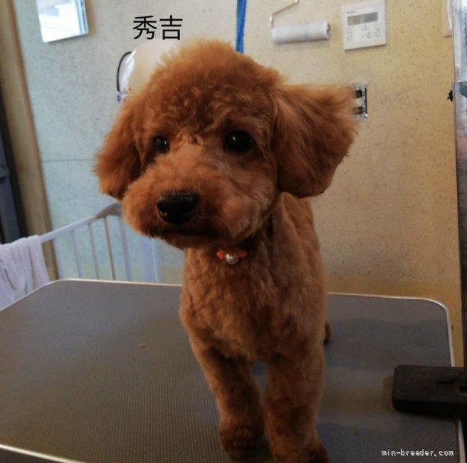 橋本　拡巳(はしもと　ひろみ)ブリーダー(高知県・トイプードル・JKC登録)の紹介写真5