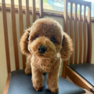 トイプードル(タイニー)【高知県・男の子・2024年8月20日・レッド】の写真「トリミングしてきました♪」