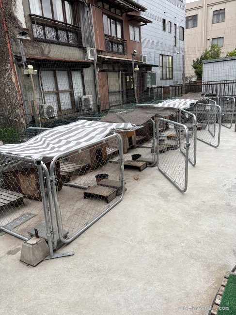 夏は日除けあり。晴れた日は夕方まで一匹ずつ野外ゲージに居ます｜井上　崇(いのうえ　たかし)ブリーダー(福岡県・柴犬・日本犬保存会登録)の紹介写真3