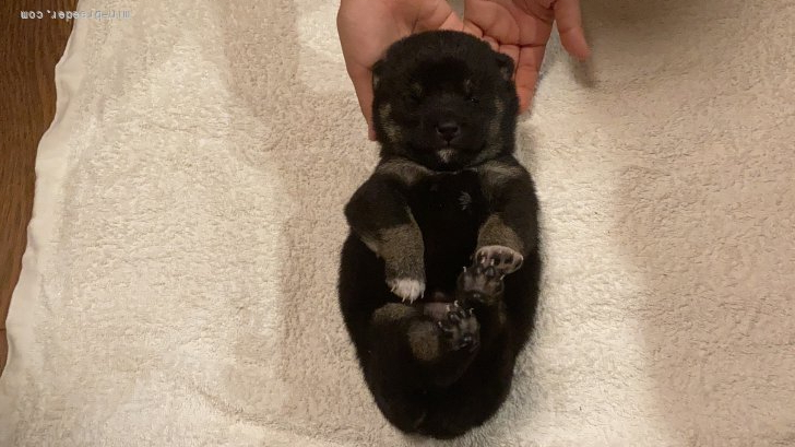 井上　崇(いのうえ　たかし)ブリーダー(福岡県・柴犬・日本犬保存会登録)の紹介写真5