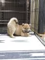 豆柴【福岡県・男の子・2025年6月16日・赤】の写真9