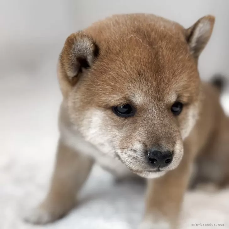 ID：2507-01340の子犬