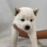 豆柴