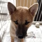 豆柴