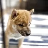 豆柴