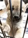 豆柴【福岡県・男の子・2025年6月16日・赤】の写真11