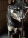 豆柴【福岡県・男の子・2024年7月12日・黒】の写真9