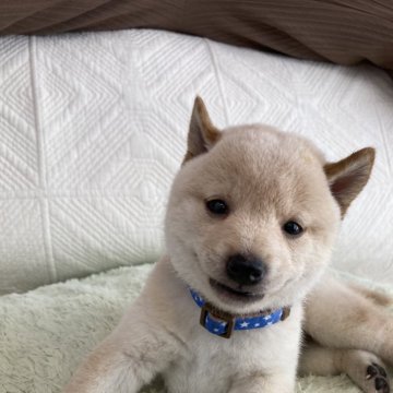 柴犬(豆柴)【福岡県・男の子・2024年7月4日・白】の写真「4兄弟で毎日ジャレあっています。」