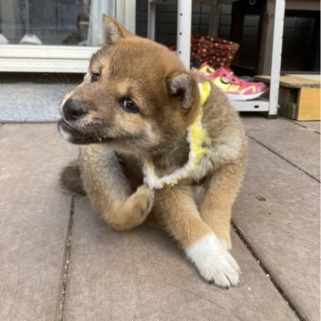 柴犬(豆柴)【福岡県・男の子・2023年12月16日・赤】の写真「元気いっぱいです。直ぐにお渡し」