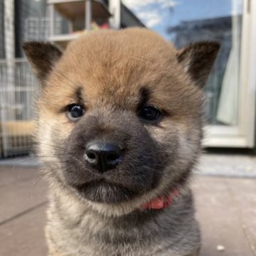 柴犬(標準サイズ)【福岡県・男の子・2023年10月28日・赤】の写真「1番元気に動いてます。」