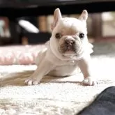 フレンチブルドッグ