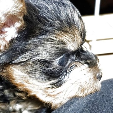 ヨークシャーテリア【愛知県・男の子・2025年10月10日・スチールブルータン】の写真「良血統　イケメンくん」