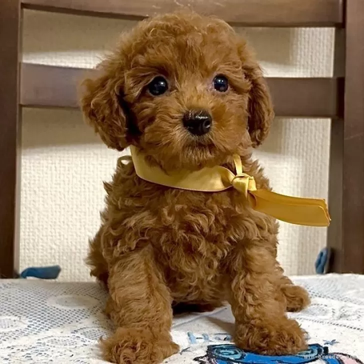 ID:2508-03285の子犬