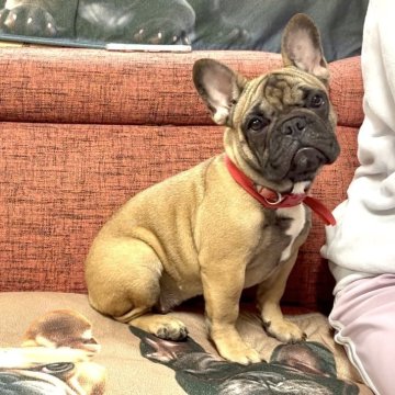フレンチブルドッグ【三重県・女の子・2025年6月8日・レッドフォーン】の写真「❤️健康な可愛いレッドフォーン女の子❤️」
