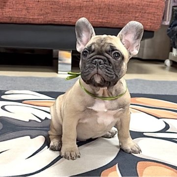 フレンチブルドッグ【三重県・男の子・2025年8月26日・フォーン】の写真「💚懐っこい甘えん坊男の子です💚」