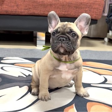 フレンチブルドッグ【三重県・男の子・2025年8月26日・フォーン】の写真「💚懐っこい甘えん坊男の子です💚」