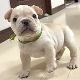 フレンチブルドッグ
