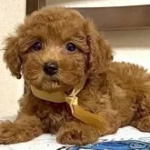 タイニープードル【三重県・男の子・2025年6月23日・レッド】の写真3