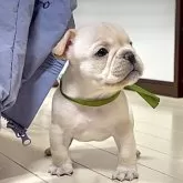 フレンチブルドッグ【三重県・男の子・2025年9月23日・クリーム】の写真3