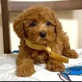 タイニープードル【三重県・男の子・2025年6月23日・レッド】の写真6