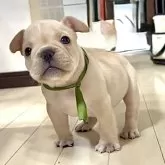 フレンチブルドッグ【三重県・男の子・2025年9月23日・クリーム】の写真6