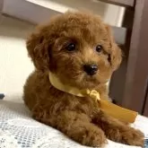 タイニープードル【三重県・男の子・2025年6月23日・レッド】の写真5