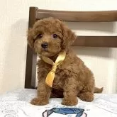 タイニープードル【三重県・男の子・2025年6月23日・レッド】の写真8