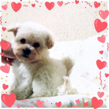 ビションプー(ビションフリーゼ×トイプードル)【三重県・男の子・2025年9月23日・ホワイト】の写真「めちゃくちゃ可愛いmixくん❤」