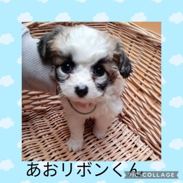 ミックス(ビションフリーゼ×パピヨン)【三重県・男の子・2024年9月25日・ホワイト&ブラウン】の写真「とっても可愛いMixベイビー✨」