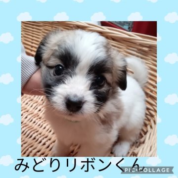 ミックス(ビションフリーゼ×パピヨン)【三重県・男の子・2024年9月25日・ホワイト&ブラウン】の写真「とっても可愛いMixベイビー🎈」