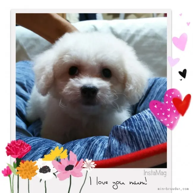ID:1807-00784の子犬