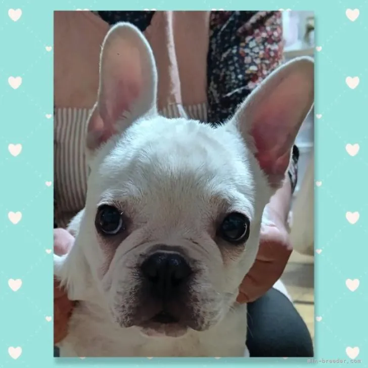 ID：2209-00526の子犬