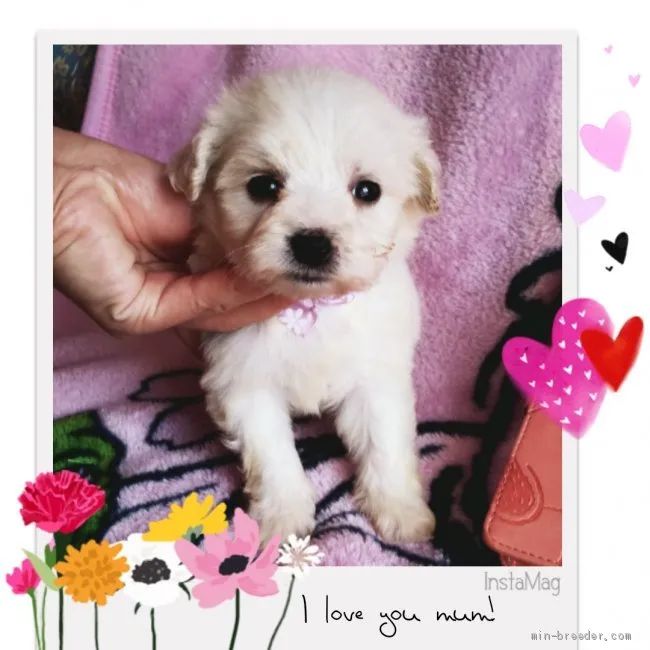 ID:1911-00254の子犬