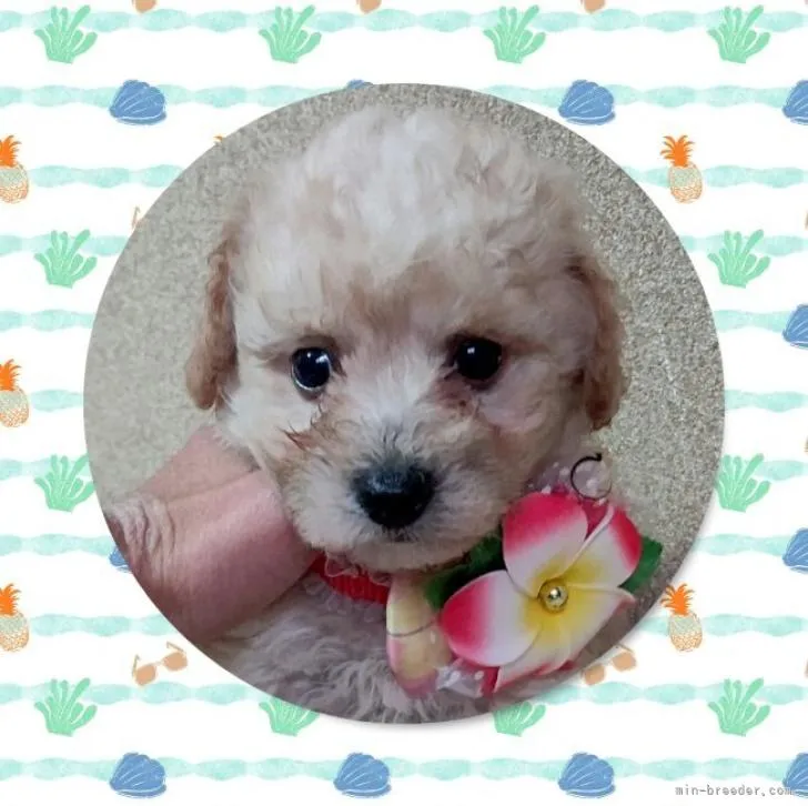 S.S 様のお迎えした子犬