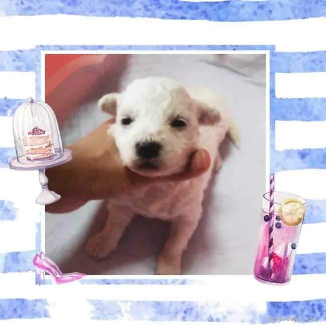 ID：2008-03692の子犬