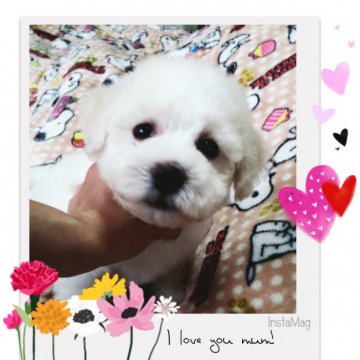 ビションフリーゼ【三重県・女の子・2019年5月14日・ホワイト】の写真「可愛いのんびり屋さんの女の子👧💓」