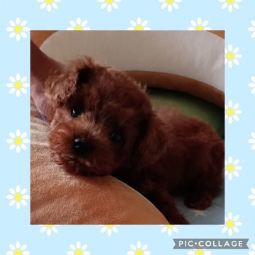 トイプードル(ティーカップ)【三重県・男の子・2024年5月13日・レッド】の写真「めっちゃ可愛いティーカッププードル君✨」