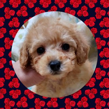 トイプードル(タイニー)【三重県・男の子・2022年2月13日・アプリコット】の写真「とってもカワイイ男の子👦」