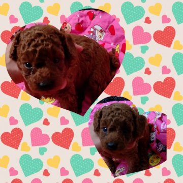 トイプードル(ティーカップ)【三重県・男の子・2021年5月2日・レッド】の写真「濃いレッドティー君😊両親遺伝子検査三項目クリア。」