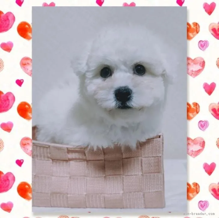 ID：2210-01436の子犬