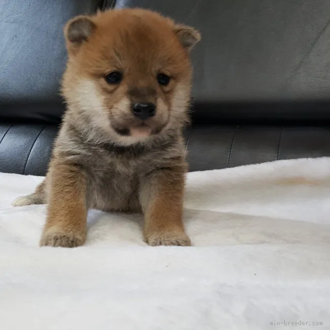 たら父 様のお迎えした子犬
